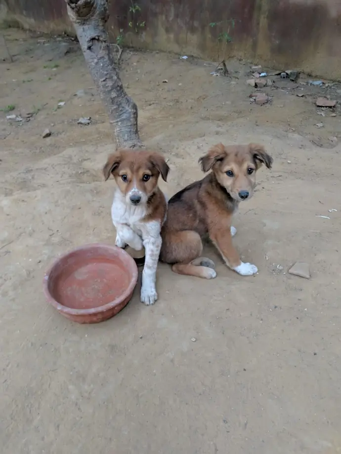2 Dogs
