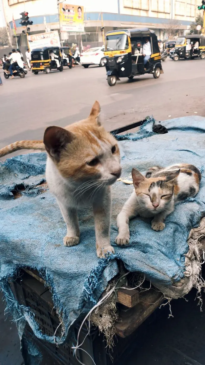 Cats